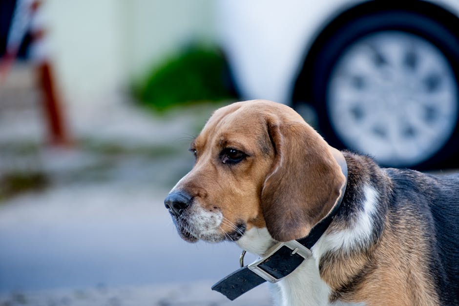 Beagle Care Guide – Daily Routine & Tips