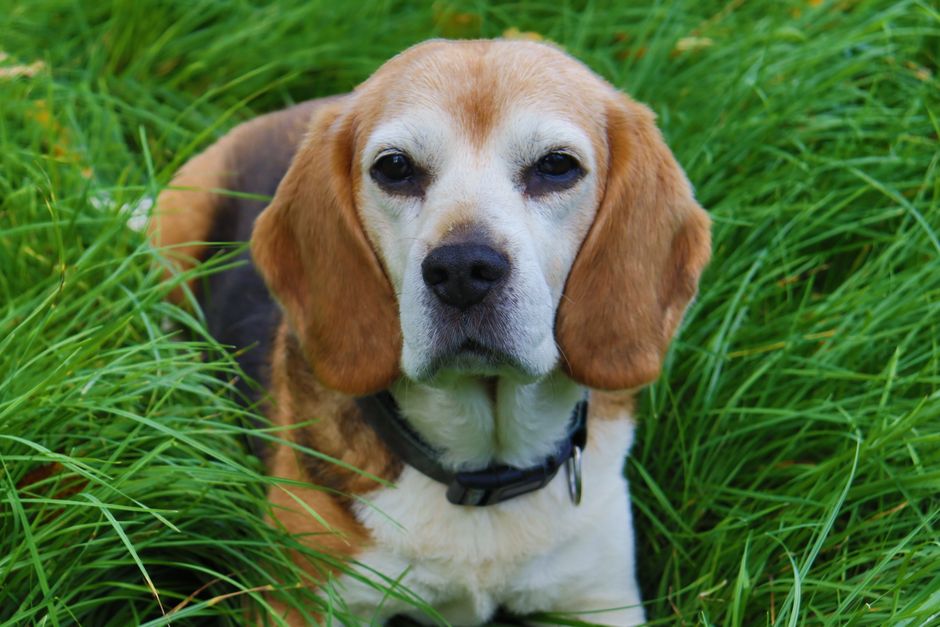 Problemas de Salud del Beagle