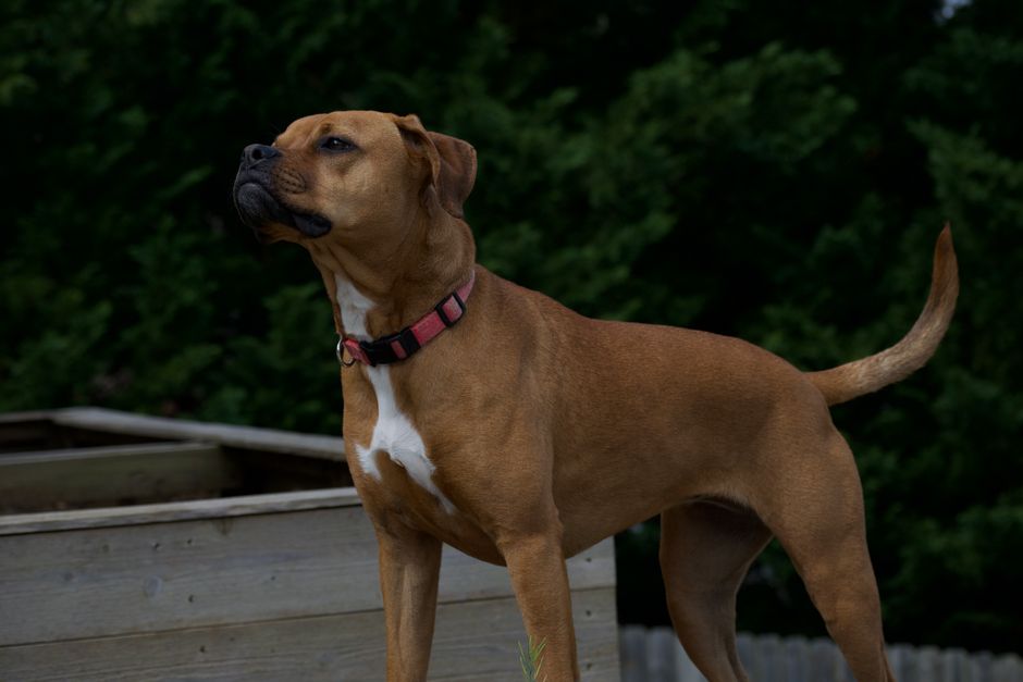Boxer Breed Information & Facts