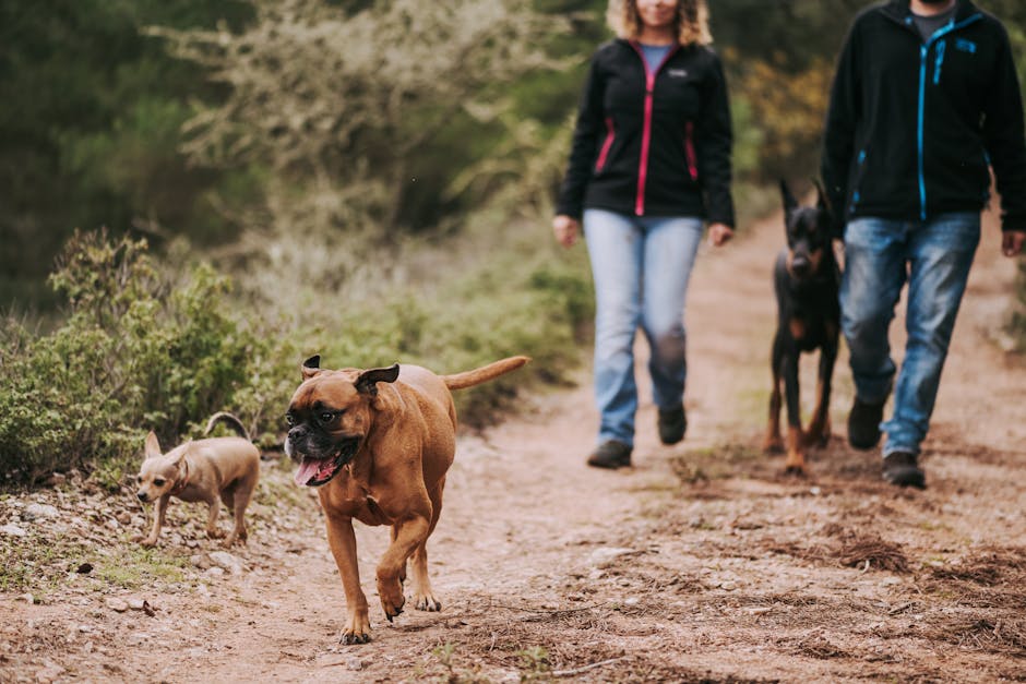 Boxer Grooming Guide – Brushing & Care