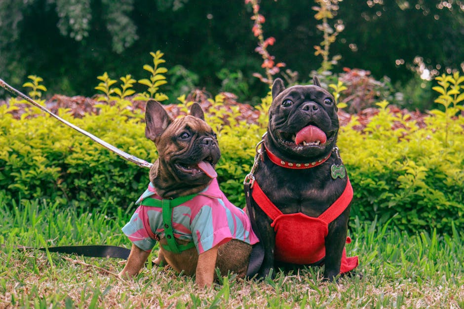 English Bulldog Breed Information & Facts