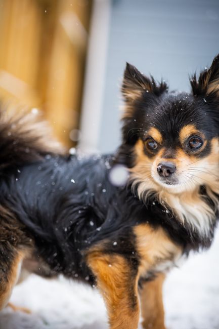 Are Chihuahuas Lazy? Activity Level Explained