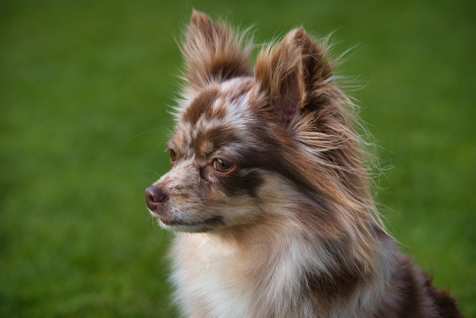 Chihuahua Breed Information & Facts