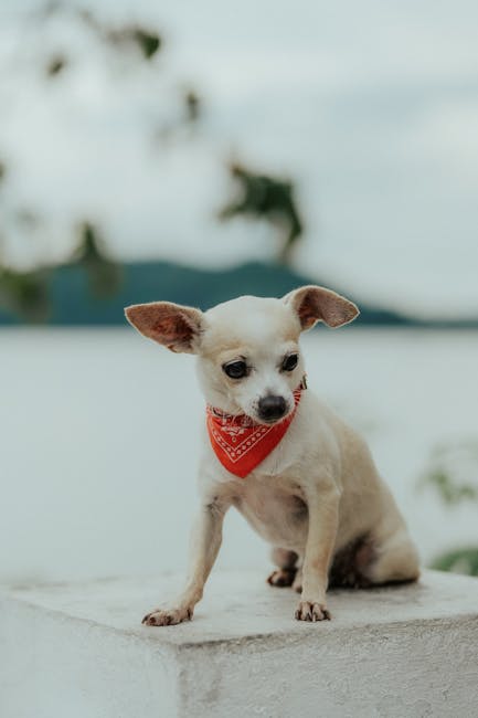 Are Chihuahuas Expensive? Cost Breakdown