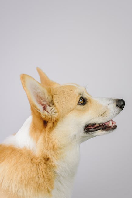 Are Pembroke Welsh Corgis Lazy? Activity Level Explained