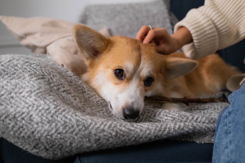 Pembroke Welsh Corgi Health Issues – What to Watch For