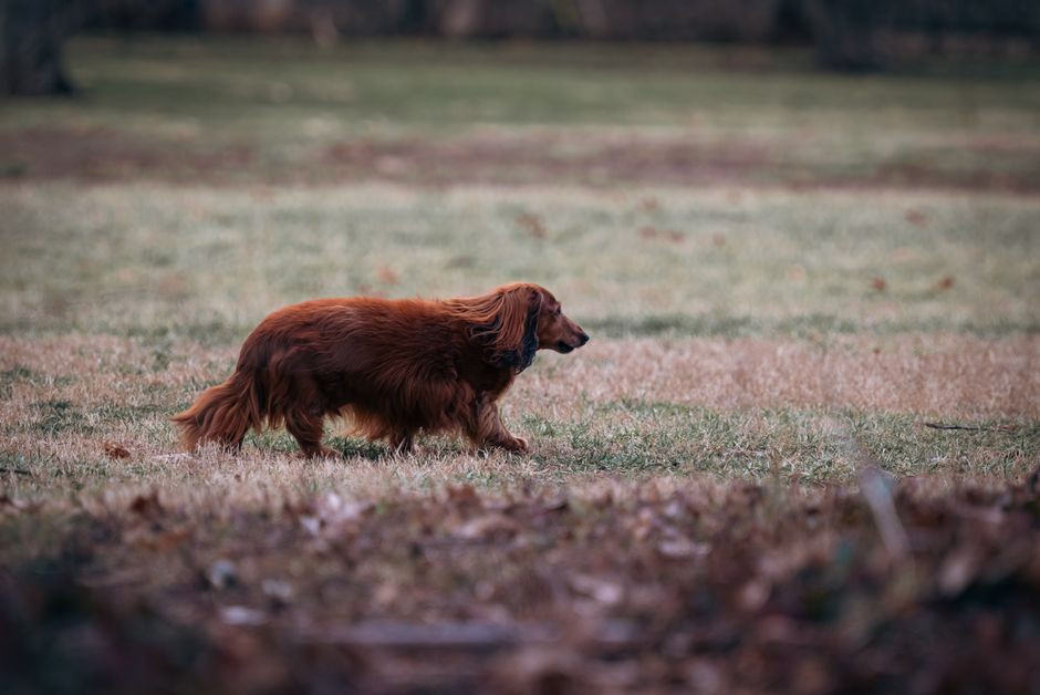 Are Dachshunds Lazy? Activity Level Explained