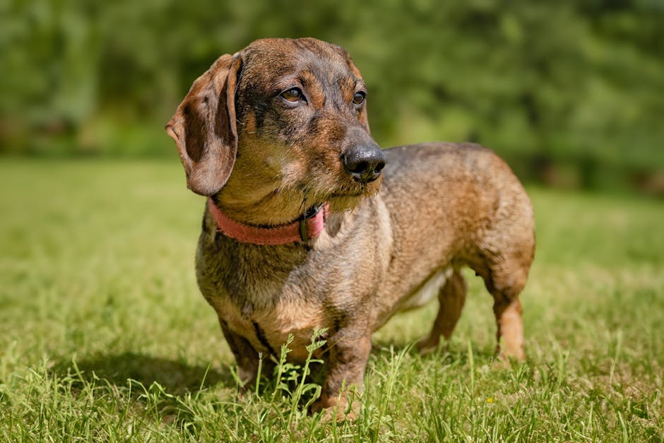 Dachshund Breed Information & Facts