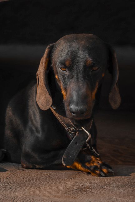 Dachshund Health Care – Vet & Prevention Guide