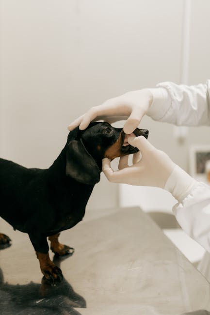 Dachshund Health Issues – What to Watch For