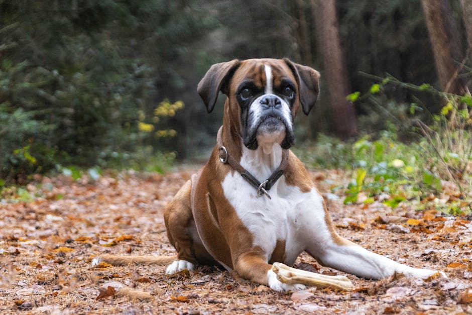 ¿Es el Boxer No Mudante? Respuesta Honesta
