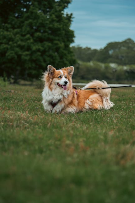 ¿Es el Corgi Galés de Pembroke No Mudante? Respuesta Honesta