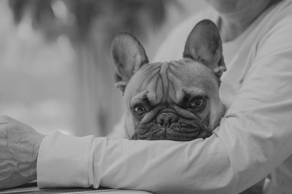 ¿Es el Bulldog Francés No Mudante? Respuesta Honesta