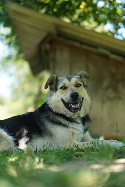 Is the German Shepherd Low-Shedding? Coat Guide