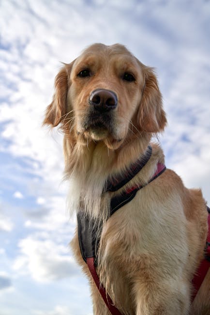 Is the Golden Retriever Low-Shedding? Coat Guide