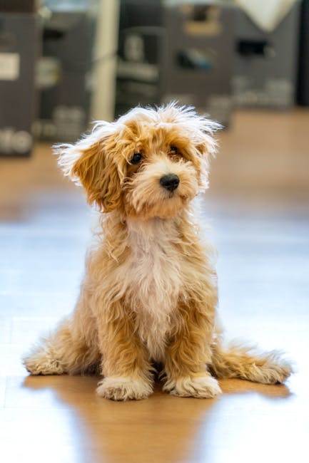 Is the Maltese Non-Shedding? Honest Answer