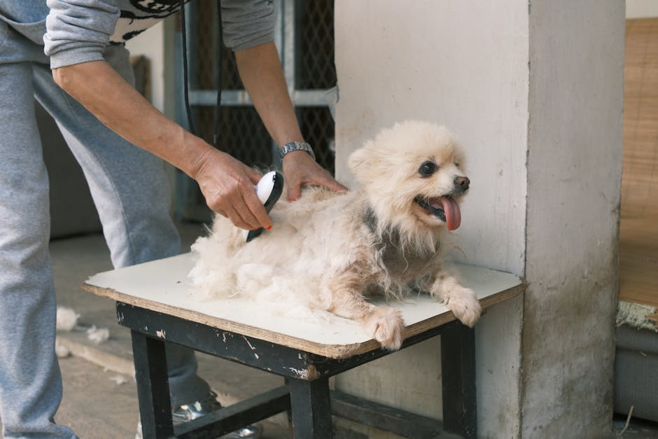 Is the Pomeranian Non-Shedding? Honest Answer