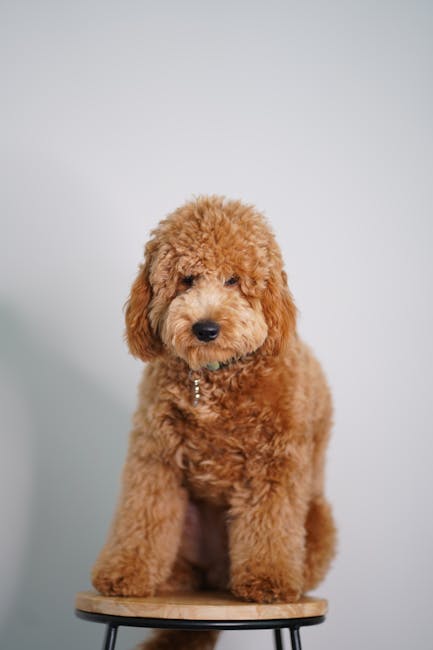 Is the Poodle Non-Shedding? Honest Answer