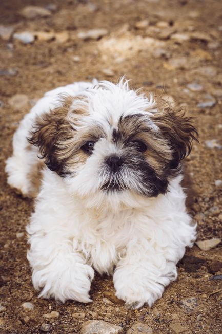Is the Shih Tzu Non-Shedding? Honest Answer