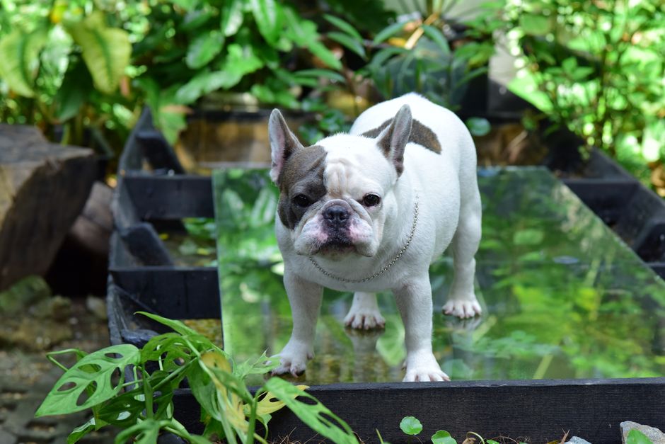 Is the French Bulldog Large? Honest Answer