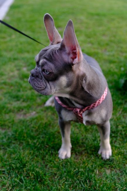 French Bulldog Behavior Guide – Daily Patterns