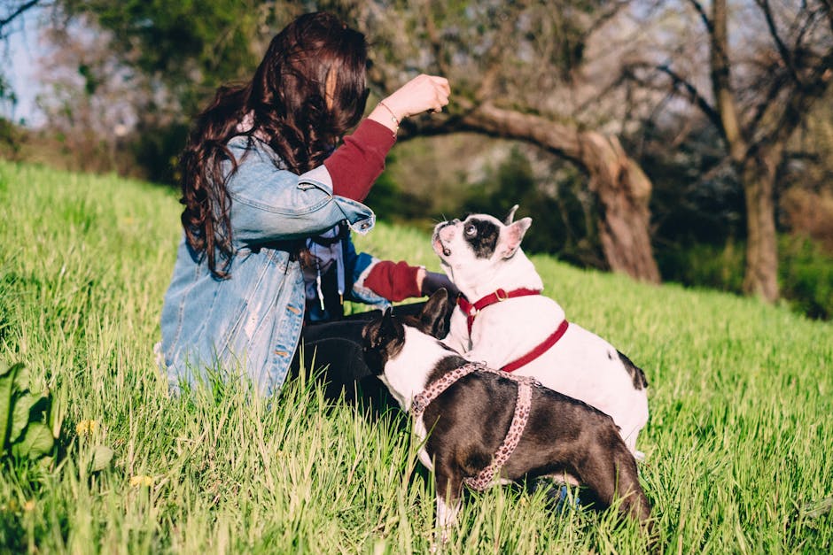 French Bulldog Training Guide – Step by Step