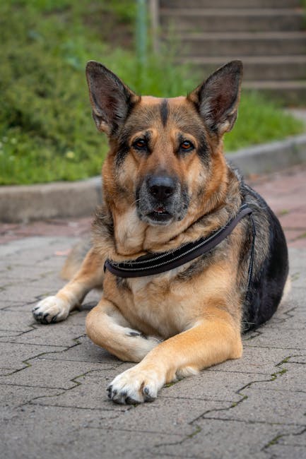 Is the German Shepherd Medium-Sized? Honest Answer