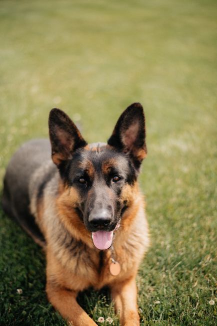 German Shepherd Nutrition Guide – What to Feed
