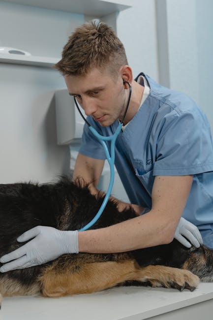German Shepherd Health Issues – What to Watch For