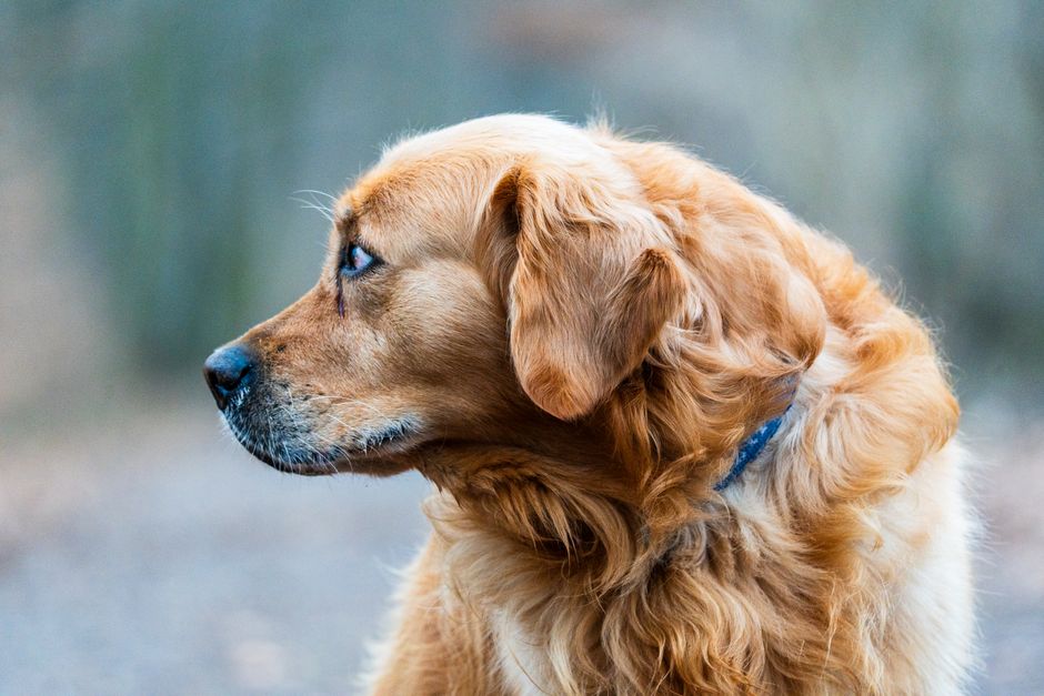 Temperamento del Golden Retriever – Guía