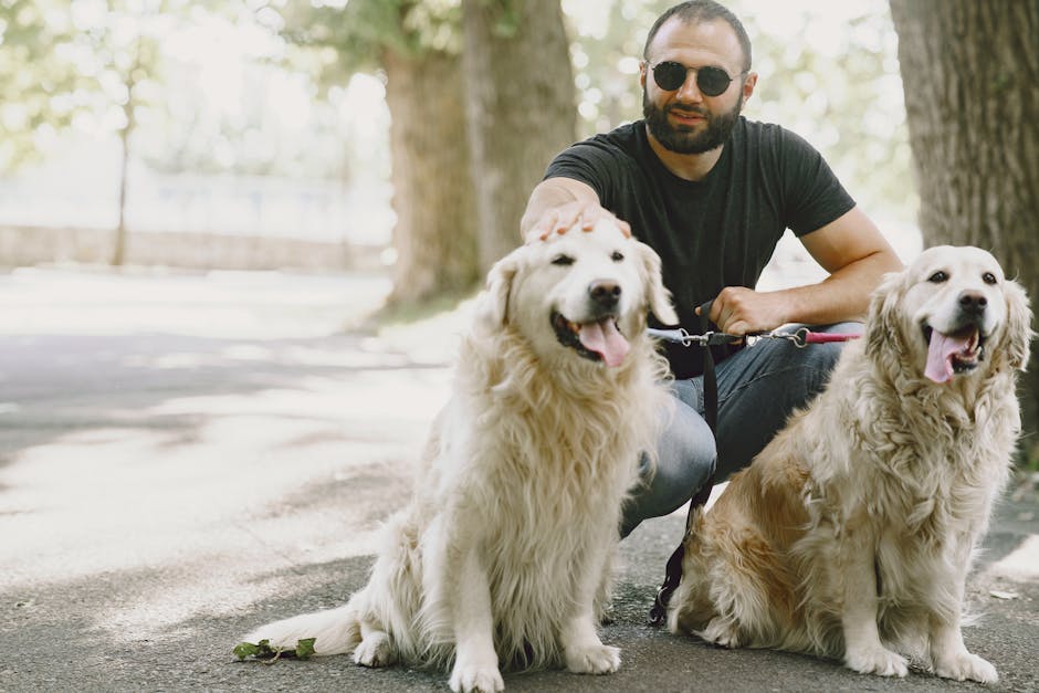 Golden Retriever Training Guide – Step by Step