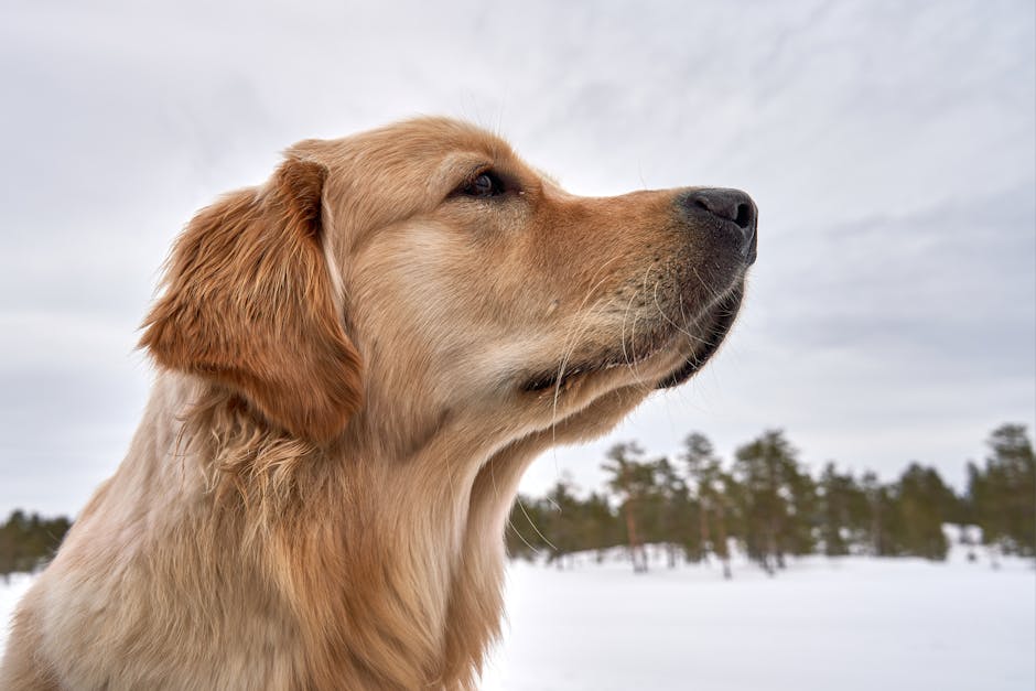 Problemas Comunes del Golden Retriever