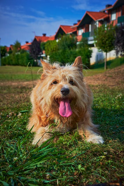 Guía de Aseo del Yorkshire Terrier