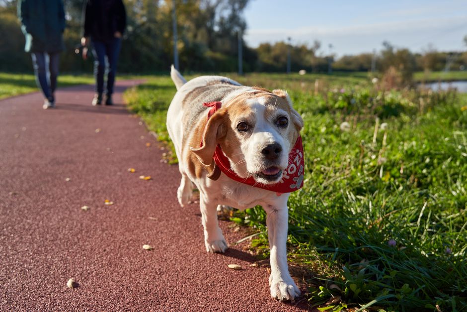 Besoins d’Exercice du Beagle