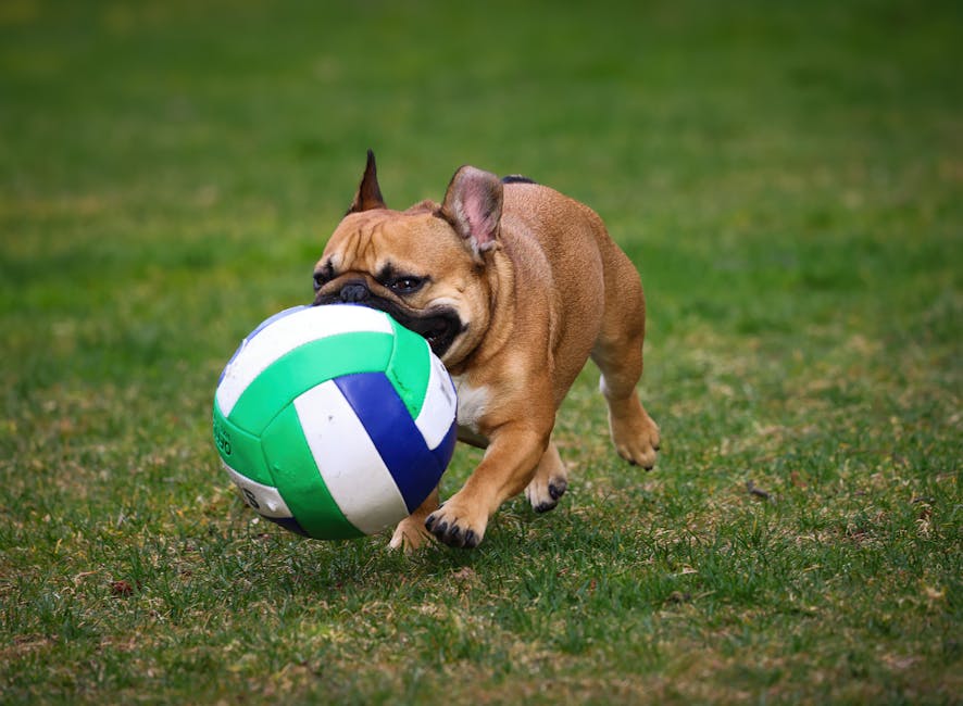 English Bulldog Exercise Needs – Daily Guide