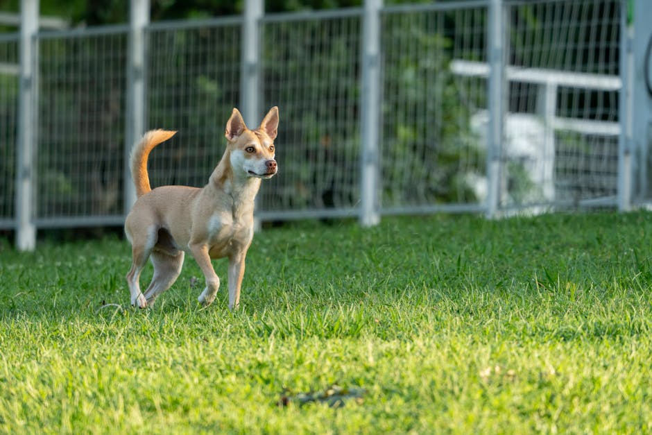 How Much Exercise Does a Chihuahua Need?