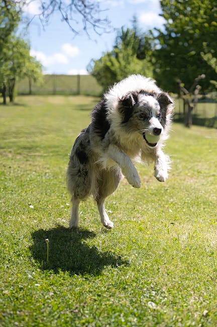 How Much Exercise Does a Collie Need?