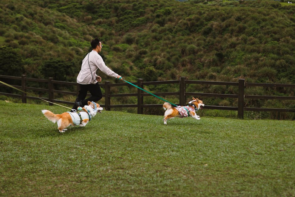Pembroke Welsh Corgi Exercise Needs – Daily Guide
