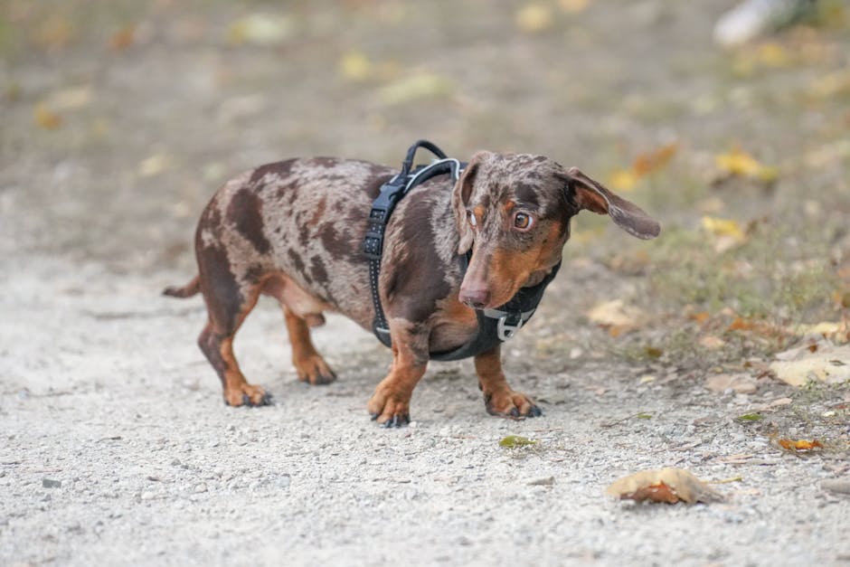 Dachshund Exercise Needs – Daily Guide
