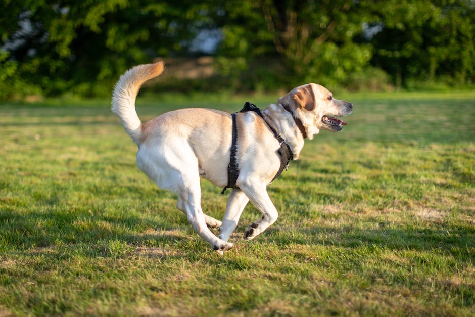 Labrador Retriever Exercise Needs – Daily Guide