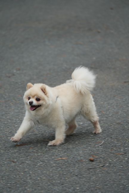 Pomeranian Exercise Needs – Daily Guide