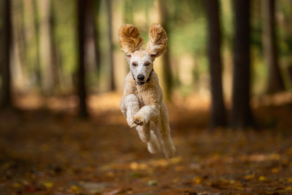 Poodle Exercise Needs – Daily Guide