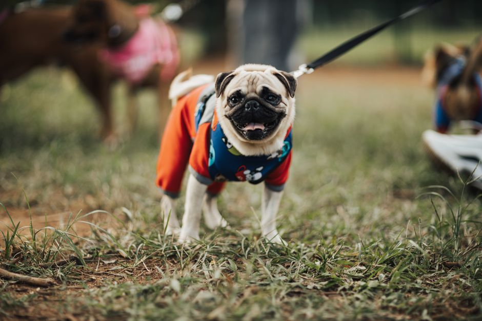 Pug Exercise Needs – Daily Guide