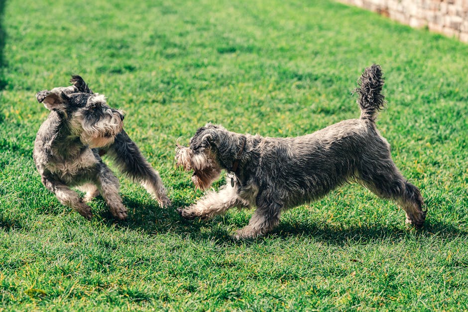 How Much Exercise Does a Miniature Schnauzer Need?