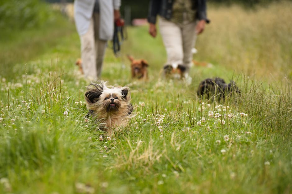 Shih Tzu Exercise Needs – Daily Guide