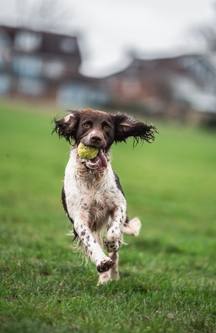 Cocker Spaniel Exercise Needs – Daily Guide