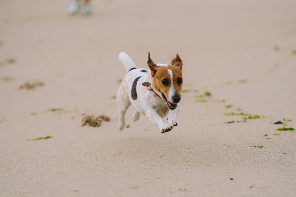 Yorkshire Terrier Exercise Needs – Daily Guide