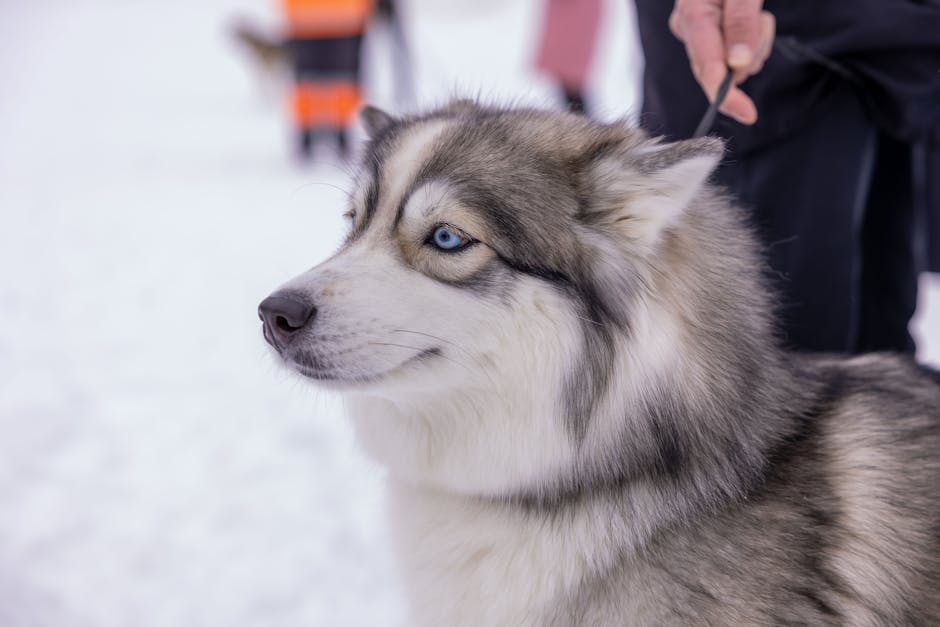 Informations sur la Race Husky Sibérien