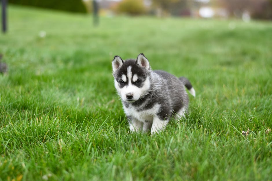 Siberian Husky Care Guide – Daily Routine & Tips