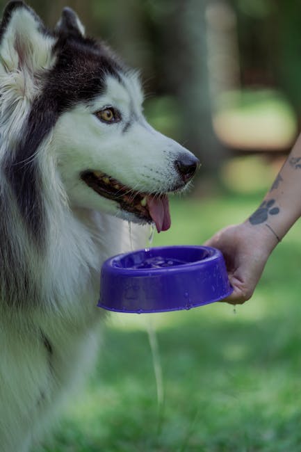 Problèmes de Santé du Husky Sibérien